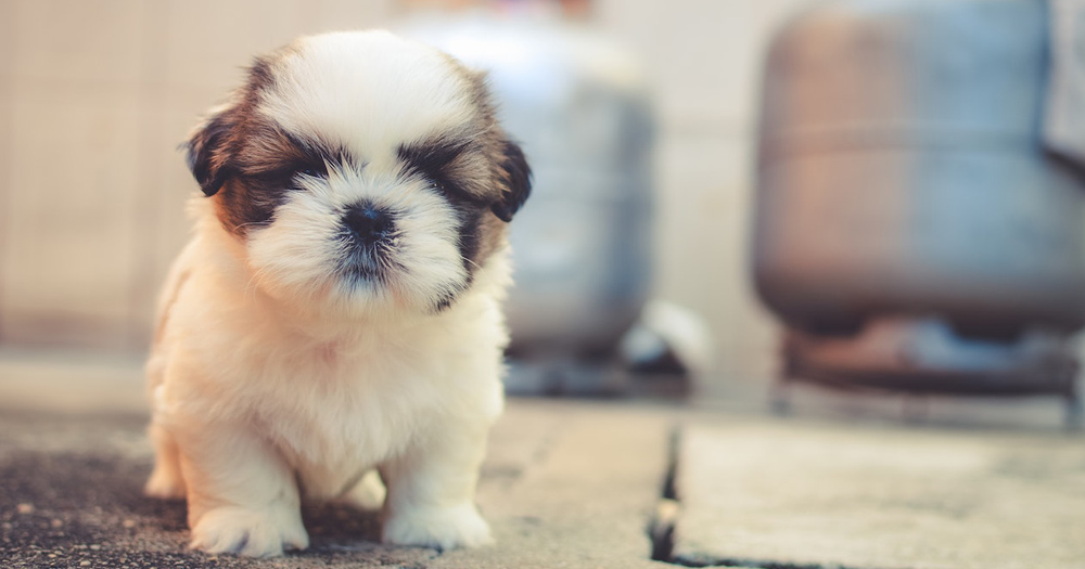 動物保育-不得隨意棄養